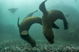 Playfull Cape Fur Seals, Patridge point, False bay, South... by Filip Staes 